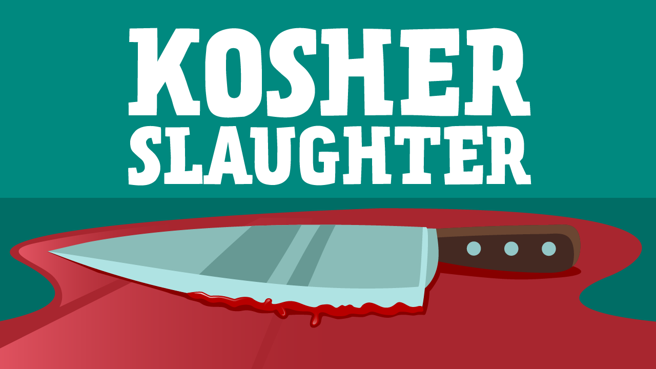 Kosher Slaughter (Shechita) Meaning & Process Aleph Beta